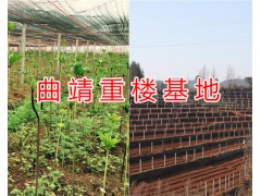 重樓成品圖片&曲靖重樓基地/宣威重樓銷售*云南中藥材供應圖2