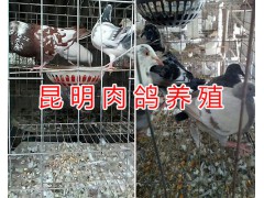 小肉鴿圖片資料，云南肉鴿銷售信息-昆明哪里肉鴿多？圖1