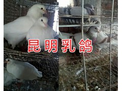 怎樣養(yǎng)好肉鴿/云南肉鴿養(yǎng)殖基地&昆明肉鴿品種圖片圖3