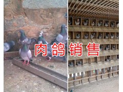 小肉鴿圖片資料，云南肉鴿銷售信息-昆明哪里肉鴿多？圖2
