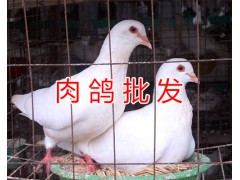 昆明肉鴿多少錢一對(duì)#肉鴿的養(yǎng)殖前景/云南小型肉鴿養(yǎng)殖場(chǎng)圖2