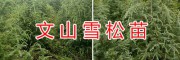 文山雪松苗一棵多少錢？文山黃李子苗、蘋果苗價格信息