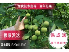供應(yīng)冠核一號(hào)核桃苗，批發(fā)核桃苗基地圖1