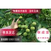 供應(yīng)冠核一號核桃苗，批發(fā)核桃苗基地