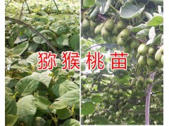文山早紅桃苗早酥梨苗、日本翠甜柿苗、金太陽(yáng)杏子苗批發(fā)圖3