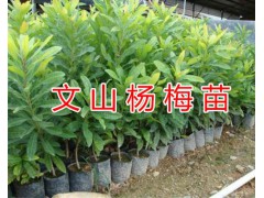 櫻桃成品苗-云南文山櫻桃苗批發(fā)圖2