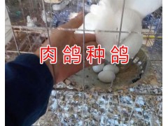 云南哪里賣種肉鴿-昆明乳鴿種鴿繁育/種肉鴿出售圖2