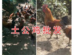 云南哪里賣種肉鴿-昆明乳鴿種鴿繁育/種肉鴿出售圖3