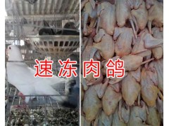 玉溪哪里批發(fā)速凍肉鴿&新鮮冷藏乳鴿出售-速凍肉鴿價(jià)格圖1
