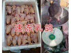 玉溪哪里批發(fā)速凍肉鴿&新鮮冷藏乳鴿出售-速凍肉鴿價(jià)格圖2