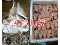 玉溪哪里批發(fā)速凍肉鴿&新鮮冷藏乳鴿出售-速凍肉鴿價(jià)格圖3