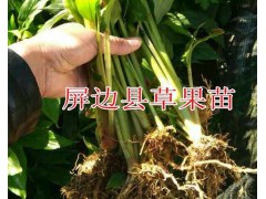 一年生草果苗哪里有賣？40公分草果苗的價格-云南草果苗圖1