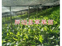 一年生草果苗哪里有賣？40公分草果苗的價格-云南草果苗圖2