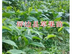一年生草果苗哪里有賣？40公分草果苗的價格-云南草果苗圖3