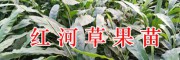 1年生草果苗&2年生草果苗-紅河屏邊草果苗種類(lèi)