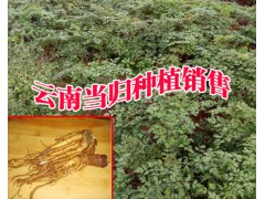大型干歸種植場(chǎng)_今日當(dāng)歸批發(fā)價(jià)格(行情)圖2
