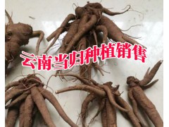 大型干歸種植場(chǎng)_今日當(dāng)歸批發(fā)價(jià)格(行情)圖3
