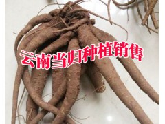 云南當(dāng)歸種植公司_云南當(dāng)歸價(jià)格_云南當(dāng)歸多少錢(qián)圖2