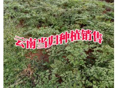 云南當(dāng)歸種植公司_云南當(dāng)歸價(jià)格_云南當(dāng)歸多少錢(qián)圖1