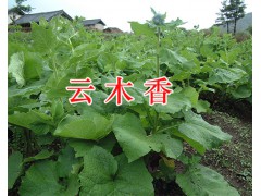 昆明祿勸云木香產(chǎn)地銷售信息，附子&草烏&南星藥材銷售圖3