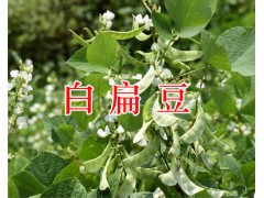 云南玫瑰茄批發(fā)，祿勸功勞木/黨參/金櫻根/當歸現(xiàn)貨銷售圖2