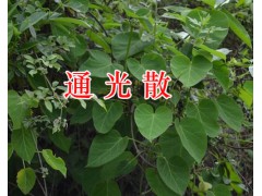 云南玫瑰茄批發(fā)，祿勸功勞木/黨參/金櫻根/當歸現(xiàn)貨銷售圖3