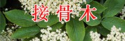 云南哪有接骨木大貨出售？祿勸白扁豆-石榴皮接骨木藥材商