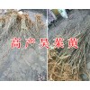掛果茱萸苗圖片&云南供應(yīng)吳茱萸苗-批發(fā)價(jià)