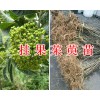 吳茱萸育苗技術(shù)#茱萸種子&2萬棵茱萸苗待出售