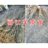自產(chǎn)自銷吳茱萸大苗/麗江茱萸苗一棵多少錢