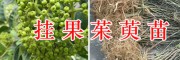 吳茱萸掛果苗銷售，供應(yīng)2萬(wàn)棵-麗江茱萸苗