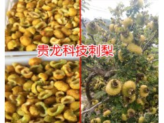貴龍科技金刺梨_貴龍科技金刺梨小苗哪里有銷售_安龍?chǎng)蚊飯D2