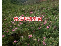 貴龍科技金刺梨_貴龍科技金刺梨小苗哪里有銷售_安龍?chǎng)蚊飯D3
