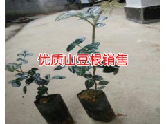 貴州山豆根供應(yīng)商&云南山豆根價格中心?圖3