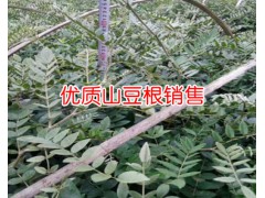 山豆根_ 山豆根種植前景_ 山豆根種子價(jià)格_  山豆根種苗圖2