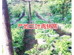 新三葉青多少錢一斤_中藥材三葉青收購公司圖2