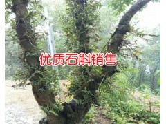 石斛怎么吃好_安龍石斛生物科技公司圖3