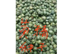 個舊黃精價格|黃精種苗價格| ——個舊農(nóng)業(yè)發(fā)展有限公司圖1