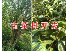 古茶樹價(jià)格、百年古茶樹/古茶樹開發(fā)項(xiàng)目合作圖1
