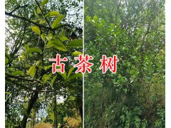 古茶樹價(jià)格、百年古茶樹/古茶樹開發(fā)項(xiàng)目合作圖2
