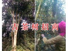 古茶樹價(jià)格、百年古茶樹/古茶樹開發(fā)項(xiàng)目合作圖3