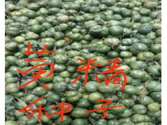 歐洲大櫻桃|巴西甜櫻桃|黃精種苗價格|黃精種苗價格|圖2