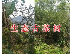 古樹茶多少錢一斤/紅河古茶樹-茶園項目圖3