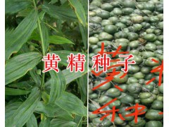 黃精中藥材種子種苗銷售網(wǎng)*個舊滇黃精種子圖1