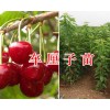 2019車?yán)遄用缍嗌僖豢?？云南車?yán)遄用缁?巴西大櫻桃苗