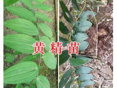 云南黃精種苗多少錢&貴州黃精種苗/個(gè)舊黃精種植基地圖3