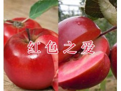 紅色之愛蘋果多少錢一斤&紅河紅色之愛蘋果銷售/云南紅色之愛圖1