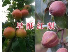 云南早酥紅梨市場價格-紅河早酥紅梨批發(fā)商/早酥紅梨供應(yīng)圖1
