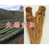 云當(dāng)歸種子多少錢一斤？大理當(dāng)歸栽培基地-當(dāng)歸苗