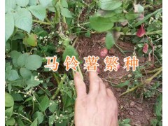 馬鈴薯繁種-昆明尋甸馬鈴薯基地-高原洋芋圖2